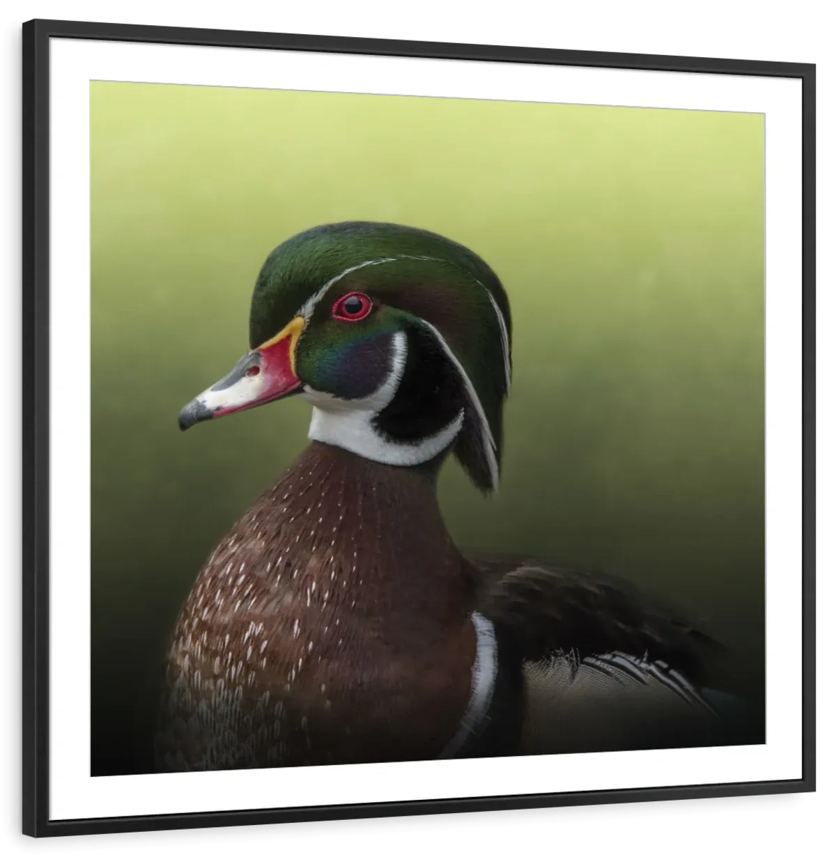 A Duck Of Many Colors Wall Art