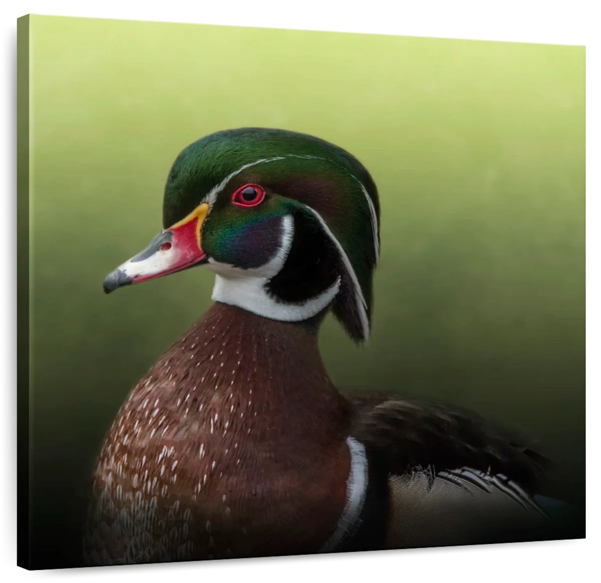 A Duck Of Many Colors Wall Art