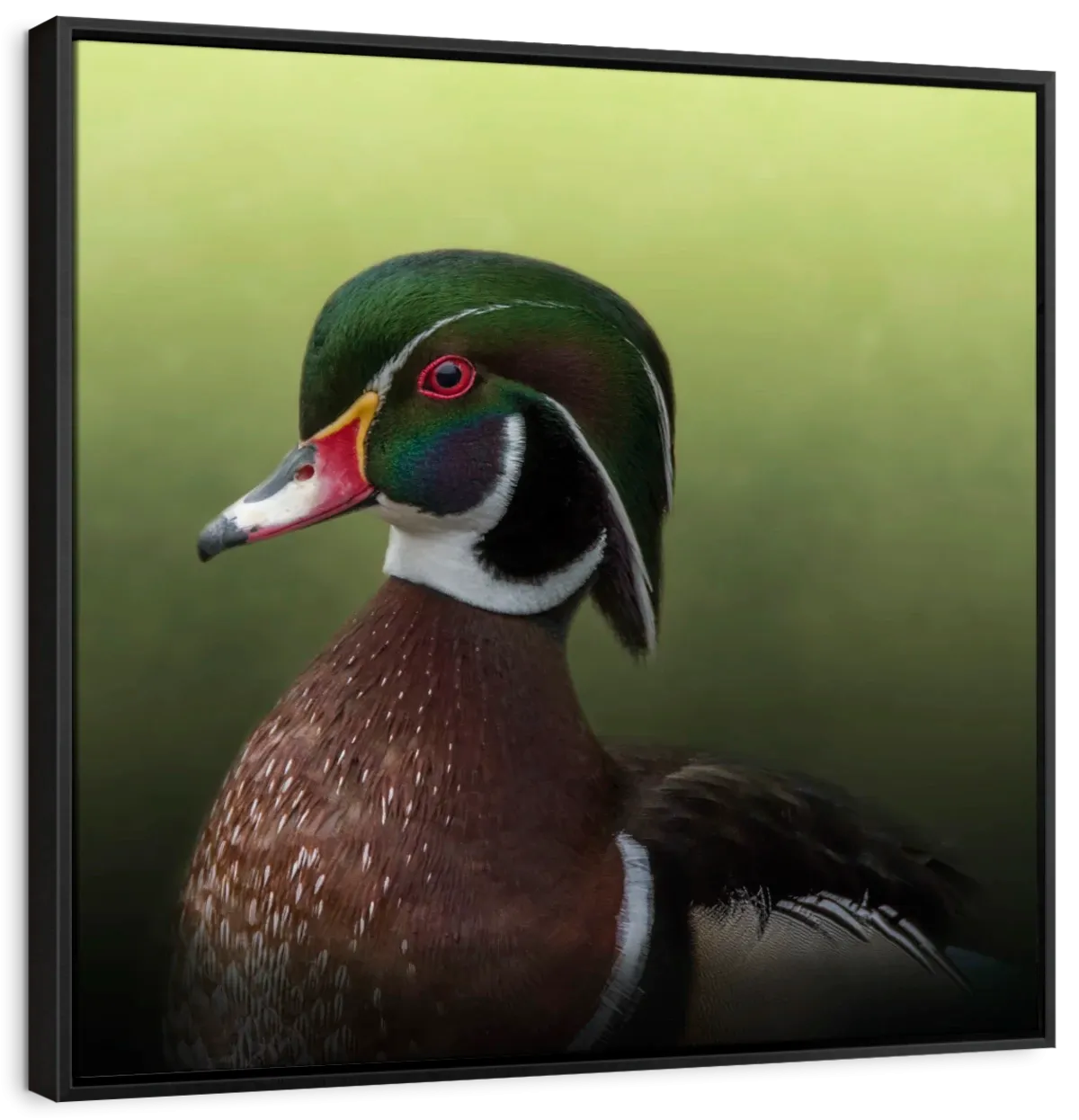 A Duck Of Many Colors Wall Art