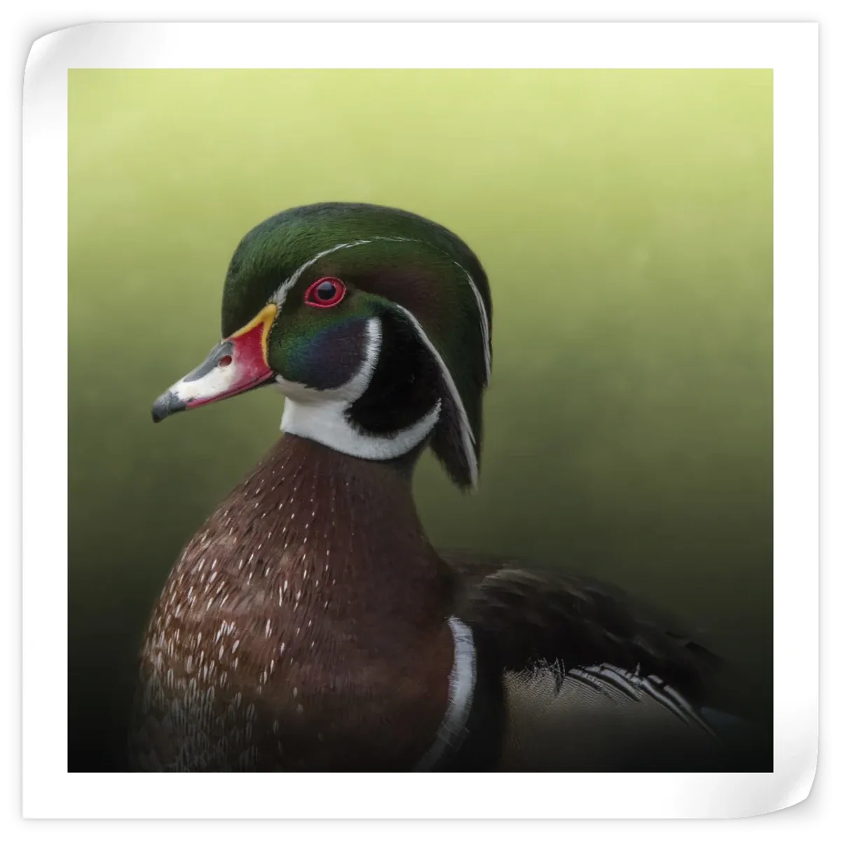 A Duck Of Many Colors Wall Art