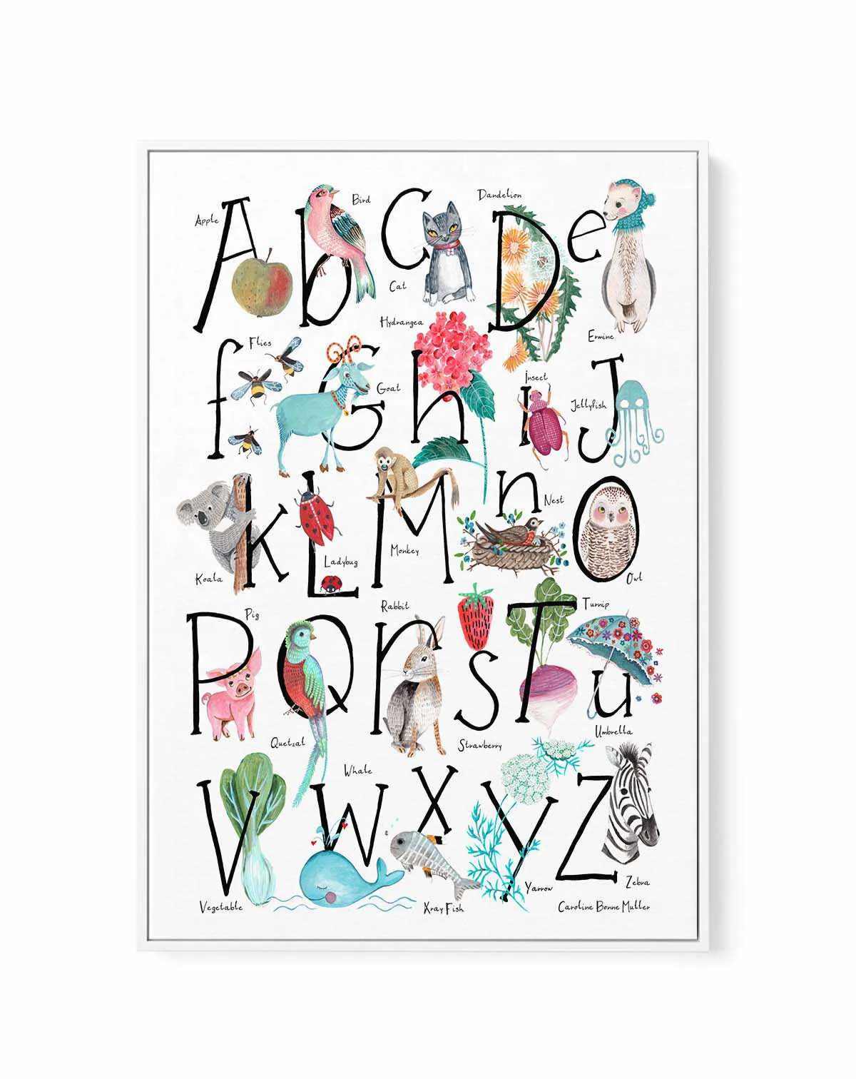 ABC Illustration by Caroline Bonne Muller | Framed Canvas Art Print