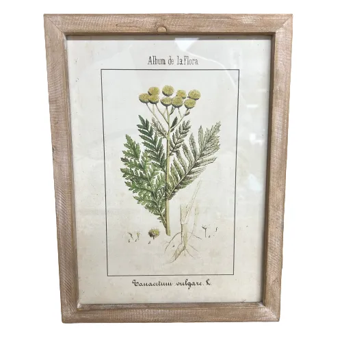 Botanic Flora  Prints