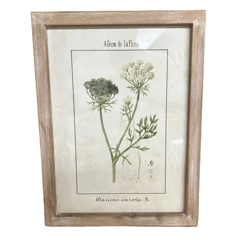 Botanic Flora  Prints