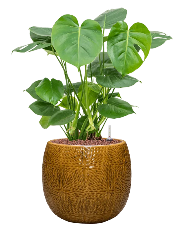 Monstera deliciosa in Marly Office Plant With Pot 70cm Height 23cm Dia