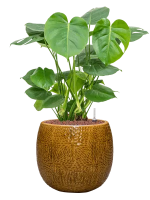 Monstera deliciosa in Marly Office Plant With Pot 70cm Height 23cm Dia